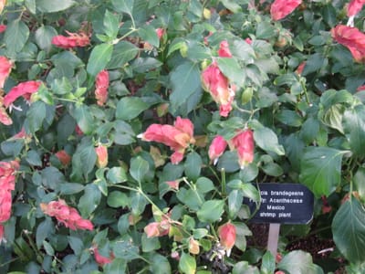 A032.JPG