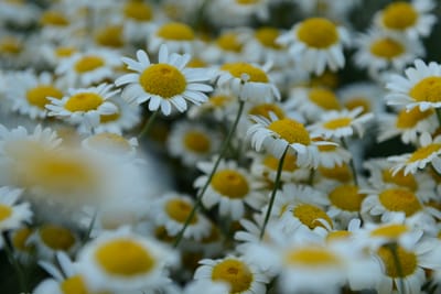 DSC_9255.JPG