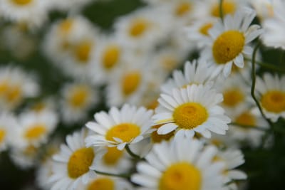 DSC_9258.JPG