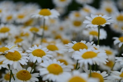 DSC_9259.JPG