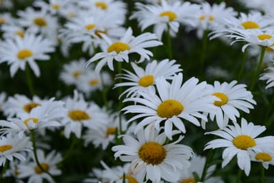 DSC_9369.JPG