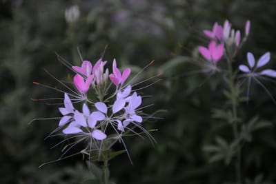 DSC_9385.JPG