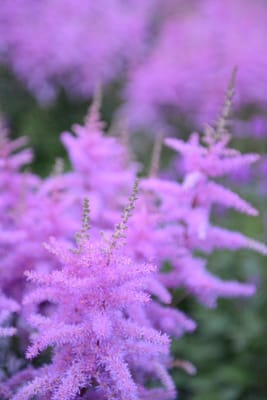 DSC_9386.JPG