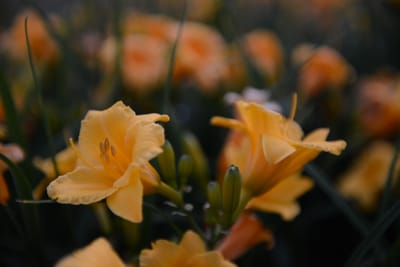DSC_9388.JPG