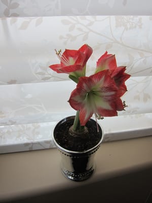 A010 Anne's gift to Judy.JPG