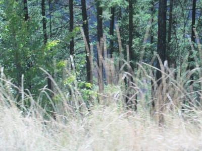 IMG_1064.JPG