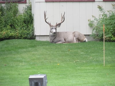 IMG_1408.JPG