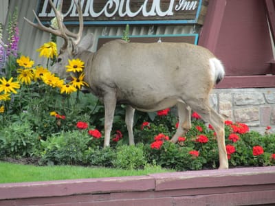 IMG_1412.JPG