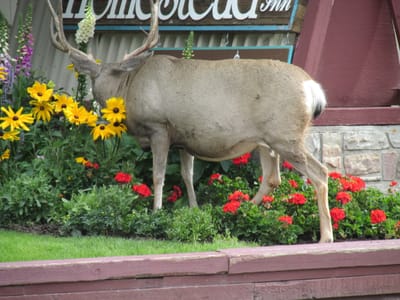 IMG_1414.JPG