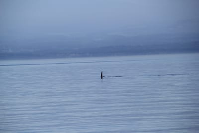 IMG_2763.JPG