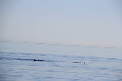 IMG_2765.JPG
