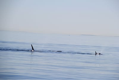 IMG_2768.JPG