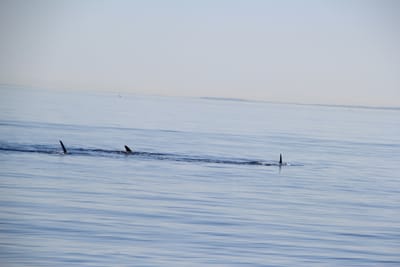IMG_2769.JPG