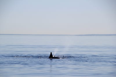 IMG_2770.JPG