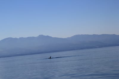 IMG_2774.JPG