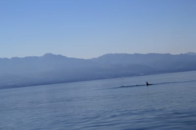 IMG_2775.JPG