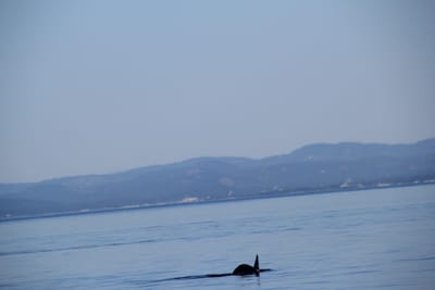IMG_2799.JPG