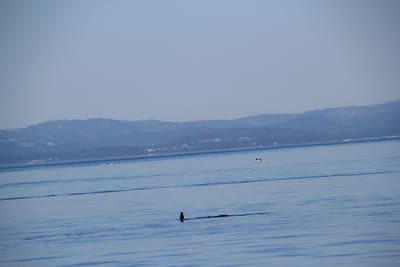 IMG_2800.JPG