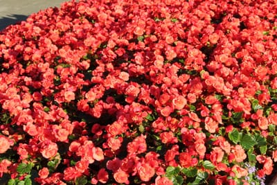 IMG_2866.JPG