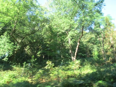 IMG_0771.JPG