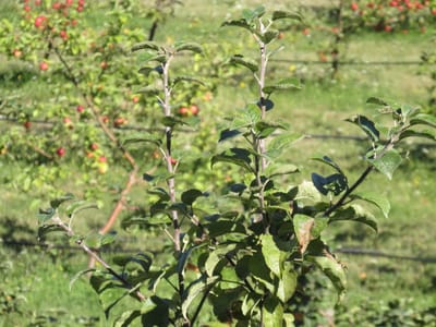 IMG_0791.JPG