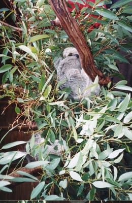 img146.jpg