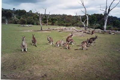 img157.jpg