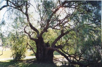 img250 The Pepper Tree.jpg