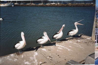 img262.jpg