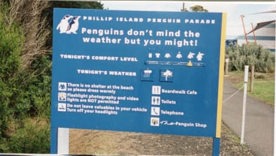 img151 Philip Island Penguin Parade.jpg