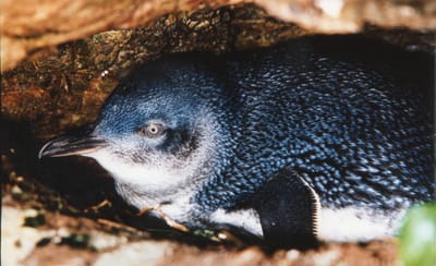 img158 In its burrow .jpg