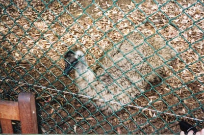 img218.jpg
