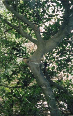 img337.jpg