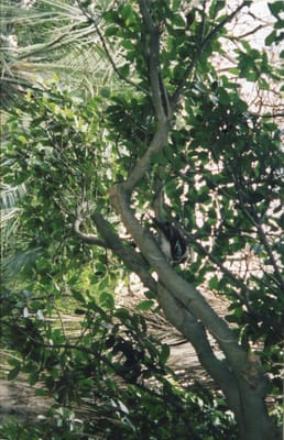 img338.jpg