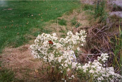 img058.jpg