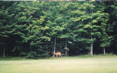 img106.jpg