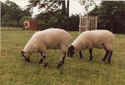 img136.jpg