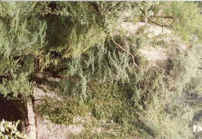 img229.jpg