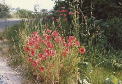 img255.jpg