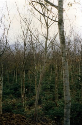 img027_2.jpg